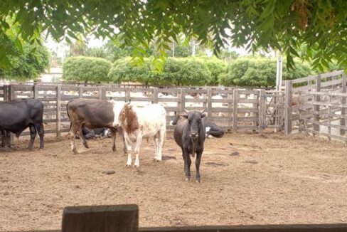 WhatsApp Image 2025-09-18 at 18.13.48 (4)